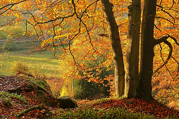 Autumn leaves, Leaves, Autumn, Trees, Fallen HD wallpaper