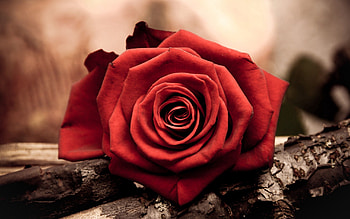 Flower, Macro, Rose Flower, Rose, Petal HD wallpaper