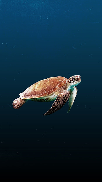 Sony Xperia X, Stunning visuals, Premium , Aquatic beauty HD phone wallpaper