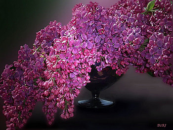 Lilac beauty, purple and pink, lilacs, flowers, fragrant, black vase HD wallpaper