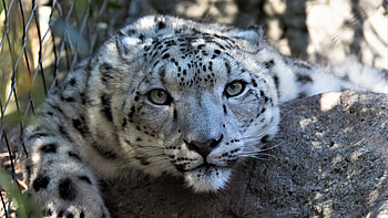 Snow leopard muzzle curious, Wildlife , U HD wallpaper