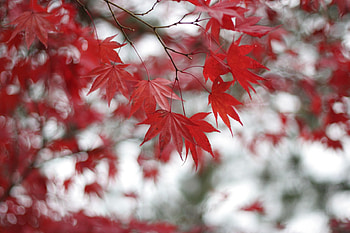 Leaves nature, Red winter, Selective coloring, Blossom season HD wallpaper