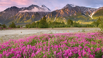 Nature, Flowers, Grass, Mountains, Field HD wallpaper