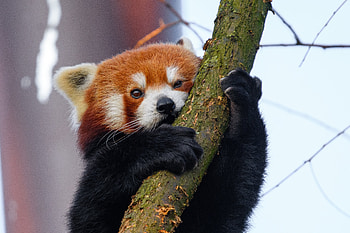 Animals, Wood, Tree, Branch, Animal, Little Panda, Small Panda HD wallpaper