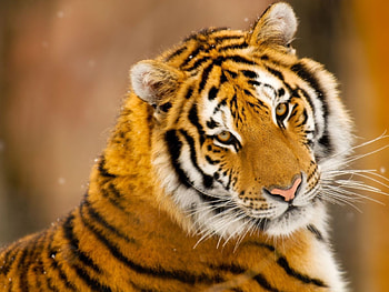 Animals, Muzzle, Predator, Big Cat, Sight, Opinion, Tiger HD wallpaper