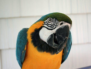 Now What Can I Do for You, blue, beak, wings, black, birds, eyes, animals, bright, yellow, parrot HD wallpaper