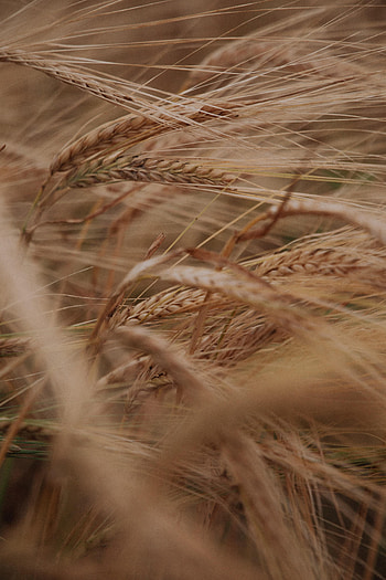 Nature, Grass, Plant, Field, Ears, Dry, Spikes HD phone wallpaper