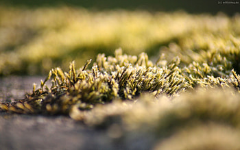 Nature, Grass, Frost, Hoarfrost, Lawn, Cold HD wallpaper
