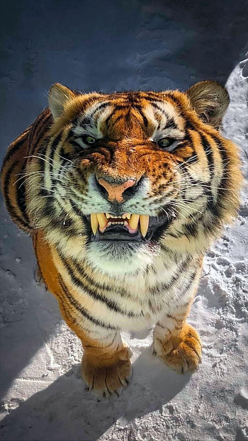 Very funny, funny tiger, smiling, teeth, tiger, wild animal HD phone wallpaper