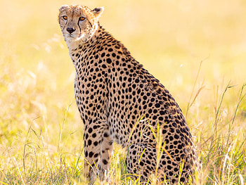 Cheetahs, G U Neukamp graphy HD wallpaper