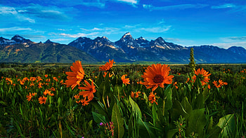 Wildflowers - Grand Teton National Park, blossoms, morning, landscape, mountains, wyoming, usa, sunrise HD wallpaper