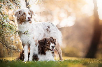 Australian Shepherd, Border Collie HD wallpaper