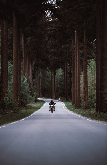 Motorcycles, Road, Turn, Forest, Movement, Traffic, Motorcyclist, Motorcycle HD phone wallpaper