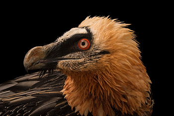 Bearded Vulture, Bir020 00134, Joel sartore, Bearded Vulture HD wallpaper