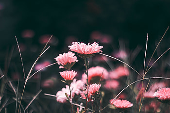 Flowers, Pink, Blur, Smooth HD wallpaper