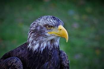 Animals, Bird, Beak, Predator, Eagle, Bald Eagle, White-Headed Eagle HD wallpaper