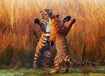 Two Tiger Fightining, tiger, animals HD wallpaper
