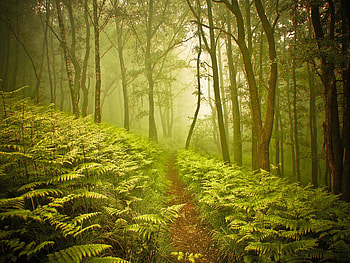 Path in the woods, sunshine, path, nature, forest, tree HD wallpaper