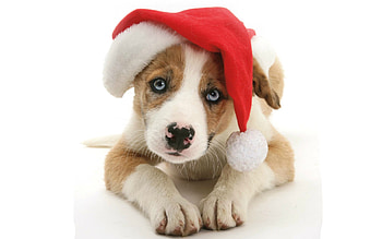 Christmas puppy, dog, animal, white, blue eyes, craciun, puppy, christmas, paw, santa, hat, caine HD wallpaper