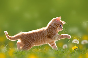 Kitten Cute , kitten, cat, animals HD wallpaper