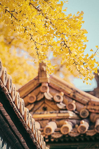 Yellow gingko leaves contrast with a traditional wooden Chinese roof in Beijing. HD phone wallpaper