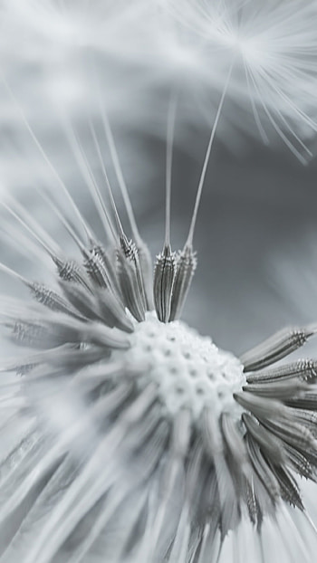 Dandelion flower and seeds, Monochromatic beauty, Contrasting textures, Artistic allure HD phone wallpaper