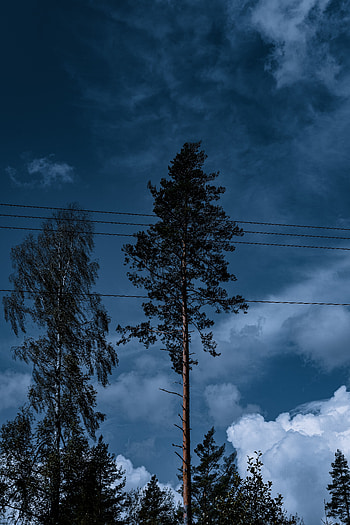 Nature, Trees, Sky, Clouds, Wires, Wire HD phone wallpaper