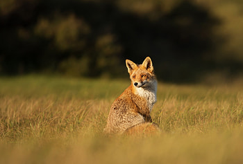 Fox, cunning, animal, tail HD wallpaper
