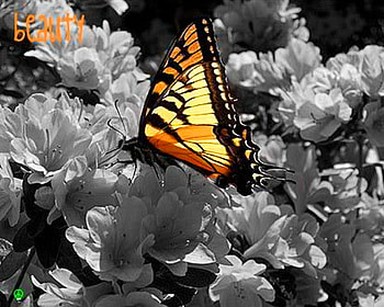 Beauty, white, black, color, butterfly, yellow, black and white, flowers HD wallpaper