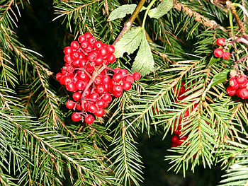 Plants, Fir-Trees, Berries HD wallpaper