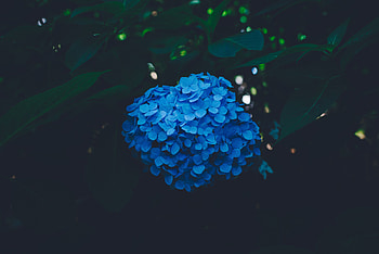 Bush, Dark, Hydrangea, Inflorescences, Inflorescence HD wallpaper
