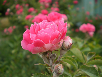 Plants, Flowers HD wallpaper