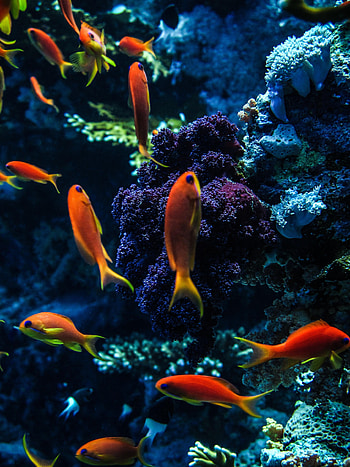 Animals, Water, Fishes, Coral, Aquarium HD phone wallpaper