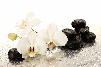 Spa background, Water, Stones, Orchids, Spa HD wallpaper