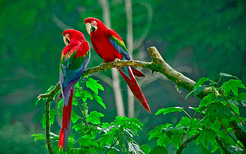 Birds in , Winged wonders, Nature's symphony, Feathered friends HD wallpaper
