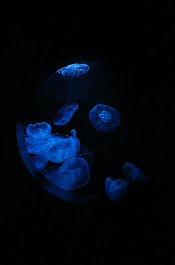 Animals, Water, Jellyfish, Macro, Glow, Porthole, Under Water, Underwater HD phone wallpaper