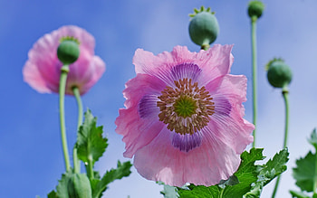 Poppies, blue, summer, pink, mac, poppy, flower, green HD wallpaper