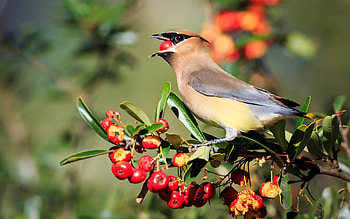 Waxwing, animal, nature, bird HD wallpaper