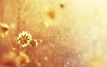 Plant, Macro, Glare, Light, Form, Light Coloured, Rime HD wallpaper