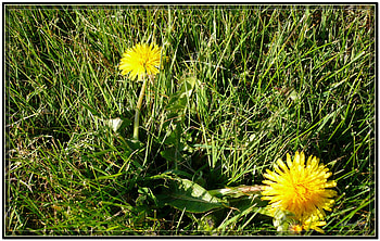 Dandy Lion!!, flower, dandelion, grass, , weed HD wallpaper