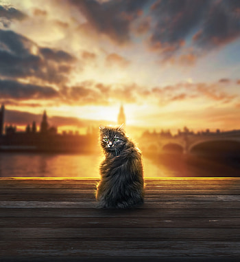 Animals, Cat, Fluffy, Sight, Opinion, Sunlight HD phone wallpaper