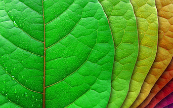 Sustainability , Eco-friendly living, Green solutions, Earth-conscious choices HD wallpaper