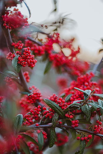 Food, Leaves, Berries, Branches, Red Berries HD phone wallpaper