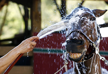 Cool it, horses, animals HD wallpaper