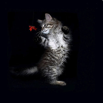 Animals, Cats HD phone wallpaper