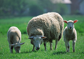 Animals, Children, Three, Sheep, Pasture, Sheeps HD wallpaper