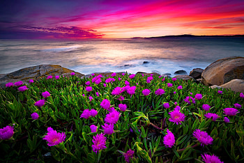 Coastal wildflowers at sunset, sea, coast, beautiful, rocks, stones, wildflowers, purple, clouds, sky, ocean, sumset HD wallpaper
