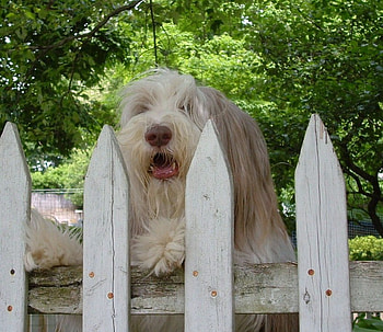 nosey dog, dog, white, fluffy, fence HD wallpaper