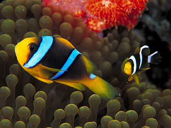 Sebae clownfish, Oceanic beauty, Vibrant marine colors, Stunning HD wallpaper