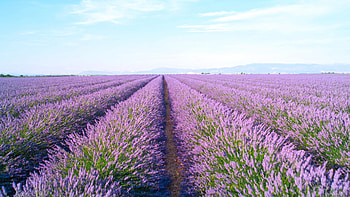 Lavender blooms, Araceli farms, Dixon, California, Nature's glory HD wallpaper